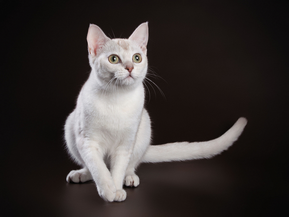 Европейская короткошёрстная кошка: описание характера и внешности, уход за питомцем и его содержание, фото кота