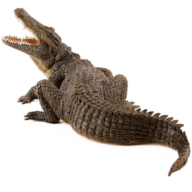 Выращивание крокодила в качестве домашнего животного