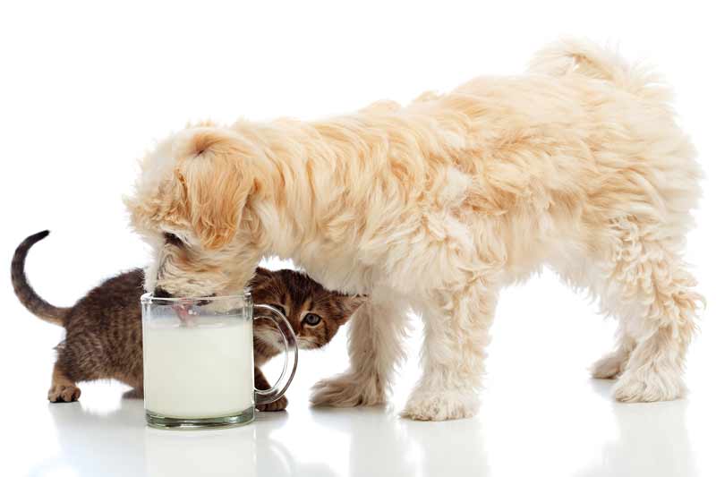 Можно ли давать собаке молоко - подробная инструкция