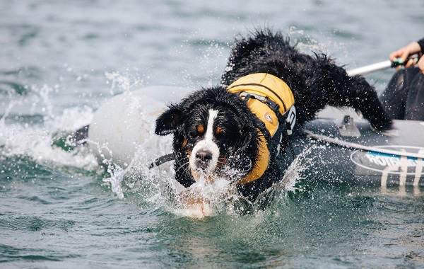 Собака спасатель. породы собак спасателей их описание, особенности и обучение