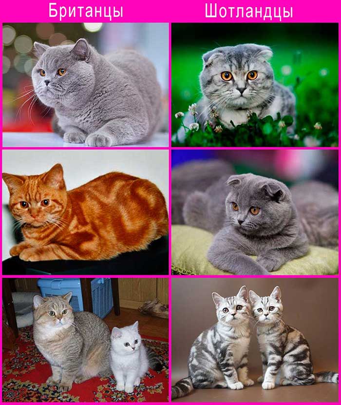 Различия кошек. Шотландская вислоухая, страйт и Британская кошка. Отличия фолд страйт и британец. Британский скоттиш страйт. Шотландский кот фолд и страйт отличия.