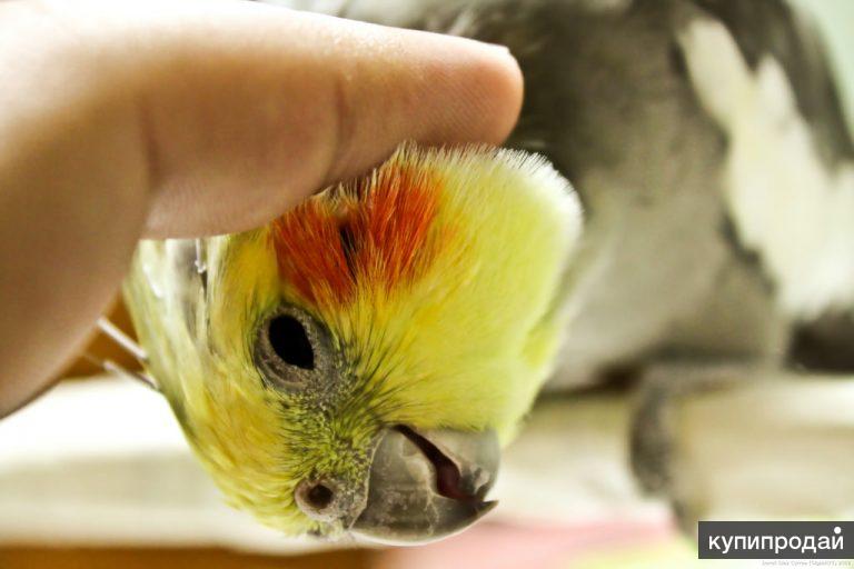 Содержание и уход за попугаями корелла — как научить кореллу говорить | вокруг нас