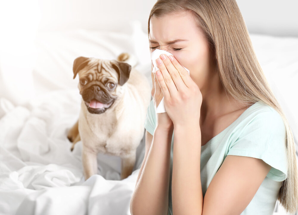 Аллергия и домашний питомец