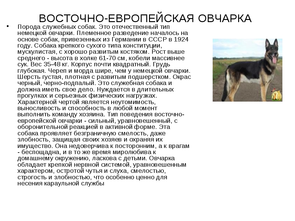 Восточноевропейская овчарка