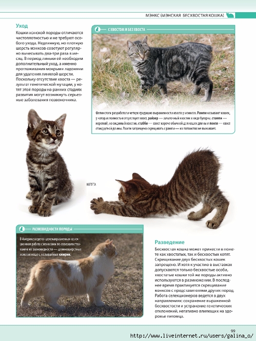 Сибирская кошка: фото, описание породы, характер, окрасы, цена