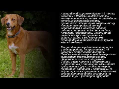 Цвергпинчер: описание породы, характер собаки и щенка, фото, цена