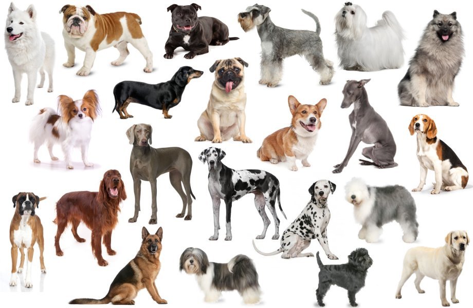 Виды собак - популярные породы (34 фото): самые модные виды собак в россии, японии, америке и европе с названиями, топ востребованных питомцев в мире