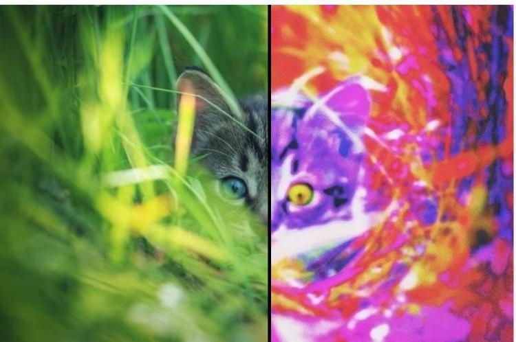 Строение глаза кошки и кота: схема, фото
