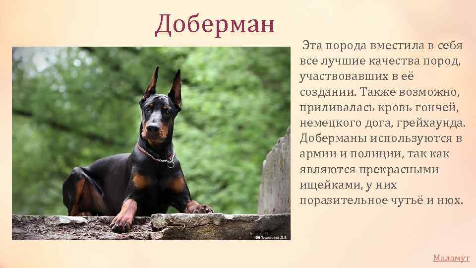 Доберман-пинчер – характеристика породы: внешний вид собаки, повадки и характер, содержание в домашних условиях, уход и дрессировка