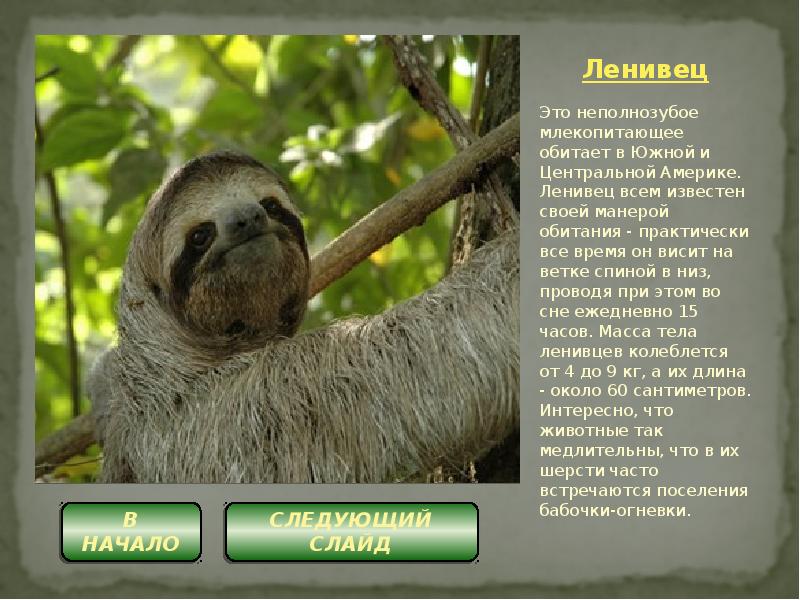 Ленивец: фото животного, описание, места обитания, питание, интересные факты о ленивцах