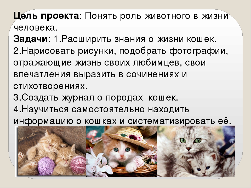 Проект о котах