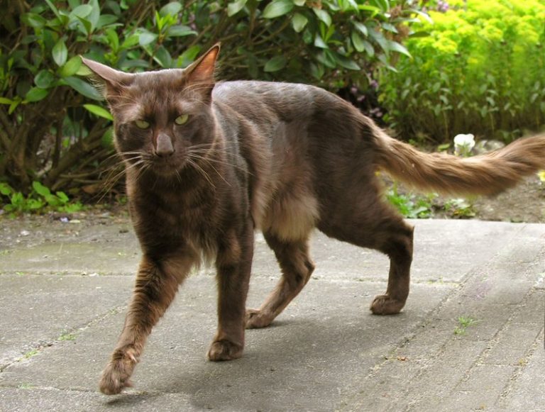 Яванская кошка или яванез: характеристика, уход, содержание - мир кошек