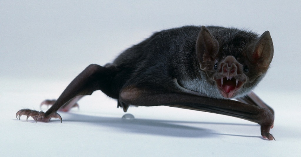 Летучая мышь вампир - vampire bat - abcdef.wiki