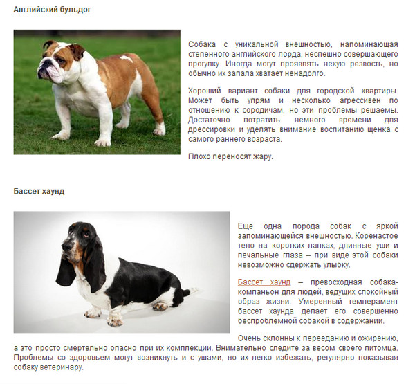 Португальская водяная собака: описание породы