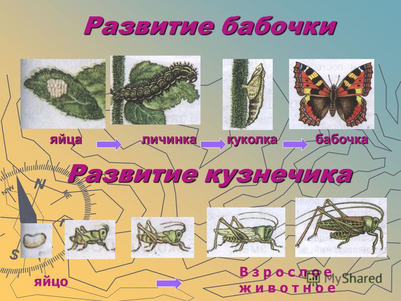 Развитие бабочки схема. Жизненный цикл бабочки Махаон этап 1. Яйцо- личинка - гусеница- куколка- насекомое. Процесс развития бабочки. Этапы развития бабочки.