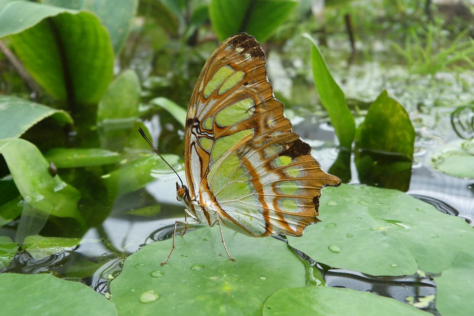 Сколько живут бабочки в домашних условиях и в дикой природе