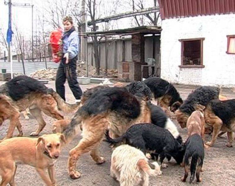 Как отдать в приют собаку в москве и московской области: обзор приютов, описание и отзывы