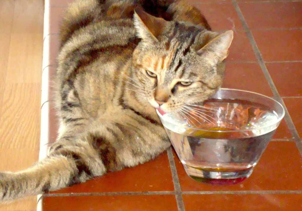 Почему кошка мало пьёт? | блог ветклиники "беланта"