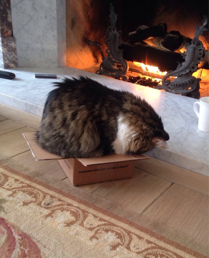 Почему кошки любят коробки: причины, фото и видео