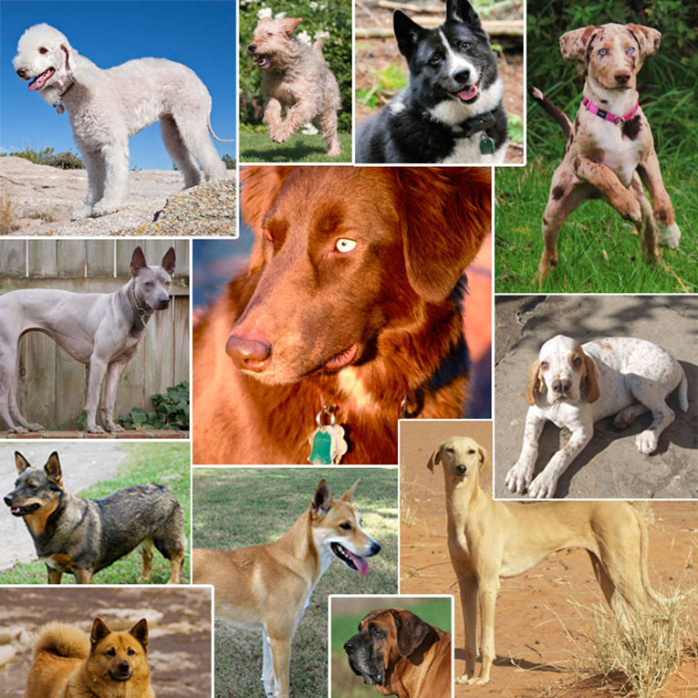 Признанные и непризнанные русские породы собак: названия, описание, фото