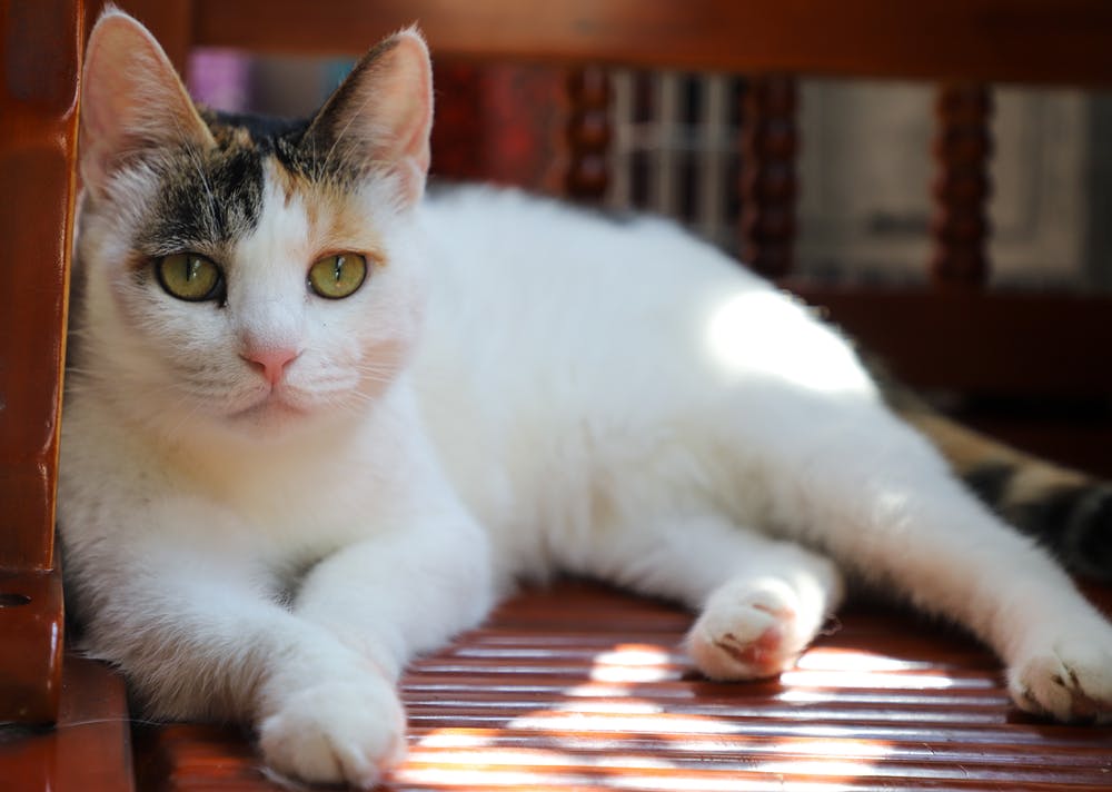 Эгейская кошка: описание породы с фото — pet-mir.ru