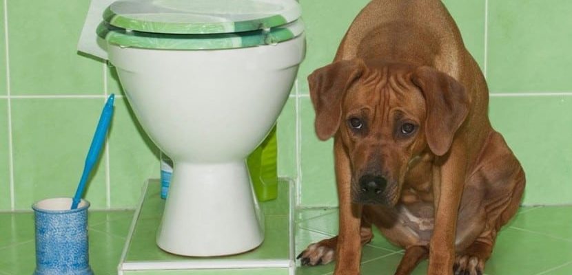 Стоит ли переживать, если собака начала пить много воды?