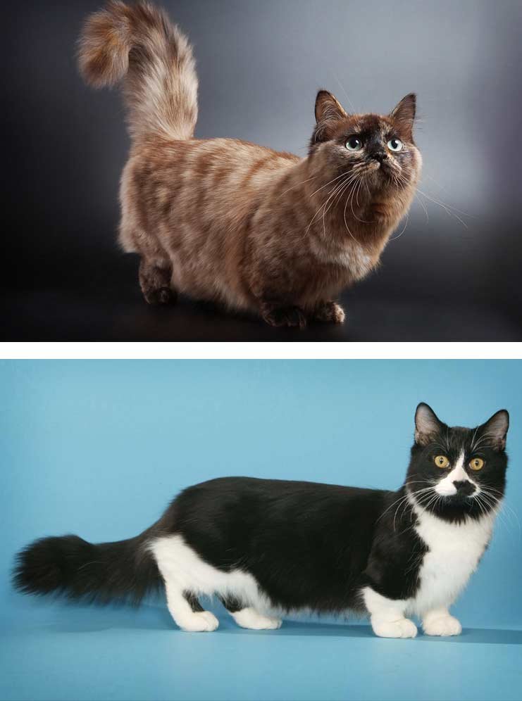 Коротколапые кошки порода фото цена, кот на коротких лапах