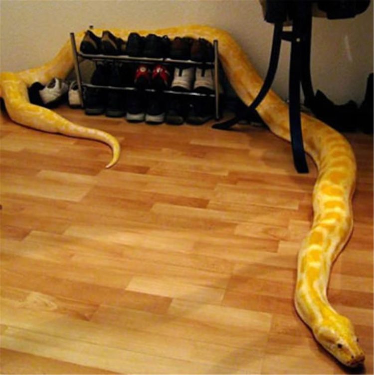 Змеи в квартире — насколько безопасно это увлечение