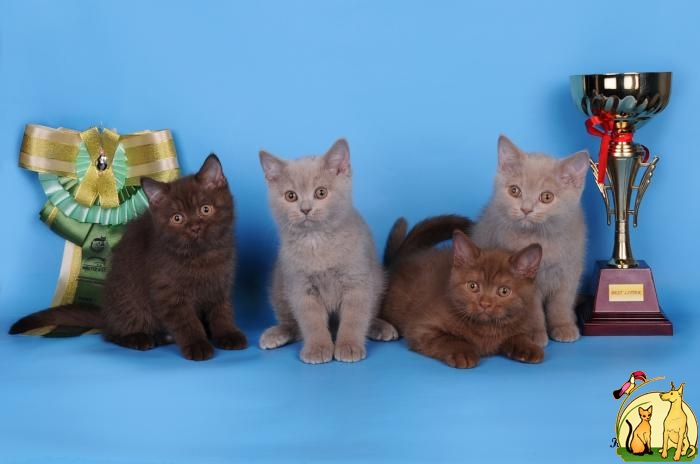 Окрасы британских кошек (36 фото): особенности британцев черепаховой расцветки, дымчатых и шоколадного цвета