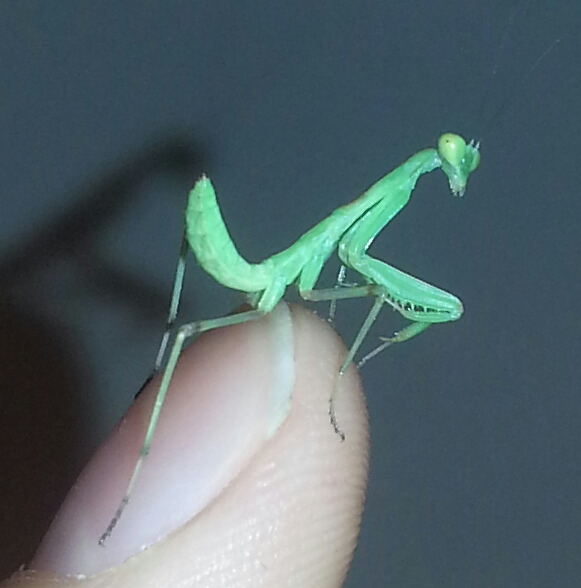 Zaytc / блог / африканский богомол sphodromantis centralis (умер 3.1.2012г.) / африканский богомол (sphodromantis centralis)(фото