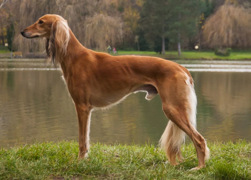 Описание породы собак салюки с отзывами владельцев и фото