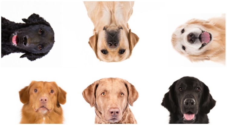 Лабрадор-ретривер: все о собаке, фото, описание породы, характер, цена