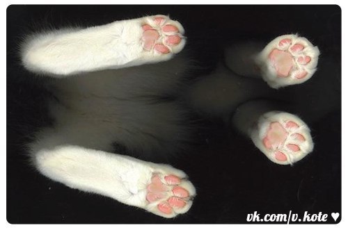 Полидактилия у кошек: сколько пальцев у кошки? | hill's pet