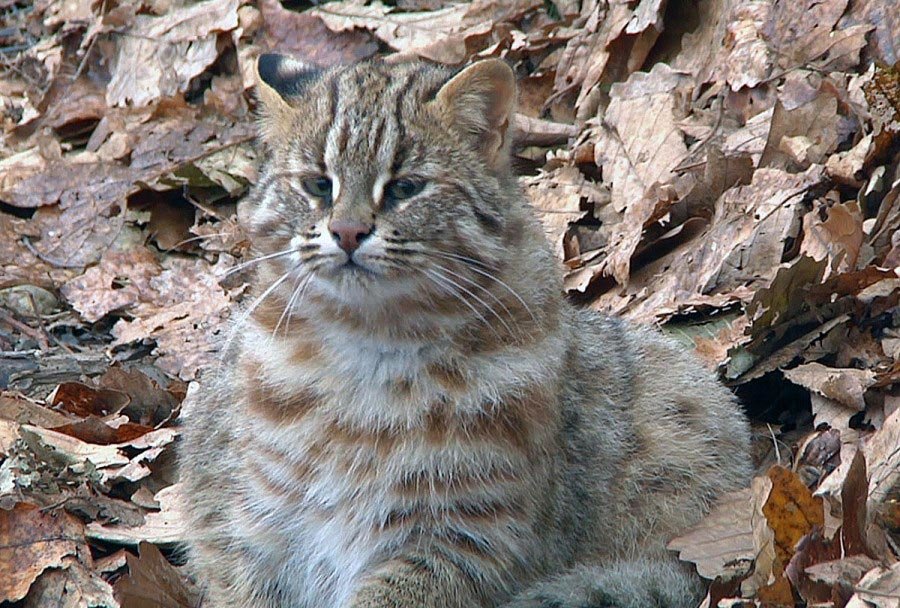 Амурский лесной кот: внешний вид, повадки, среда обитания животного