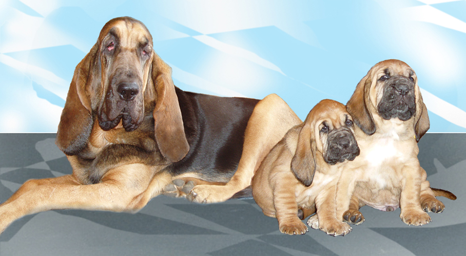 Бладхаунд (bloodhound)