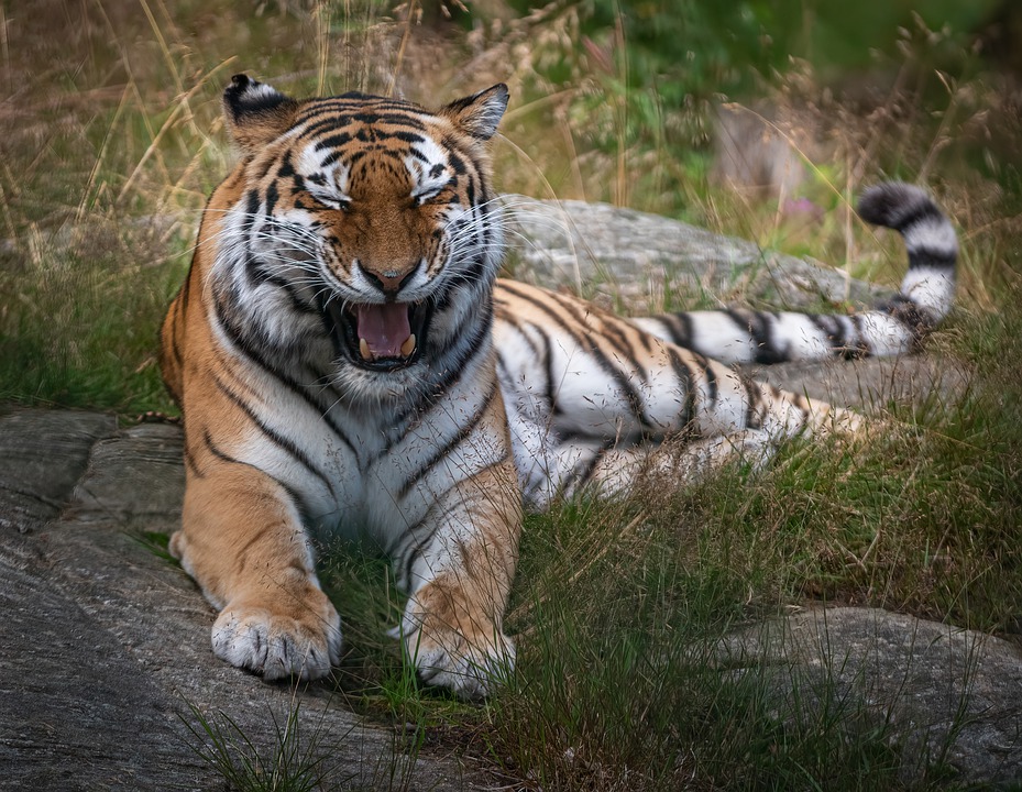 Тигр: все самое интересное: повадки, описание, ареал обитания, фото