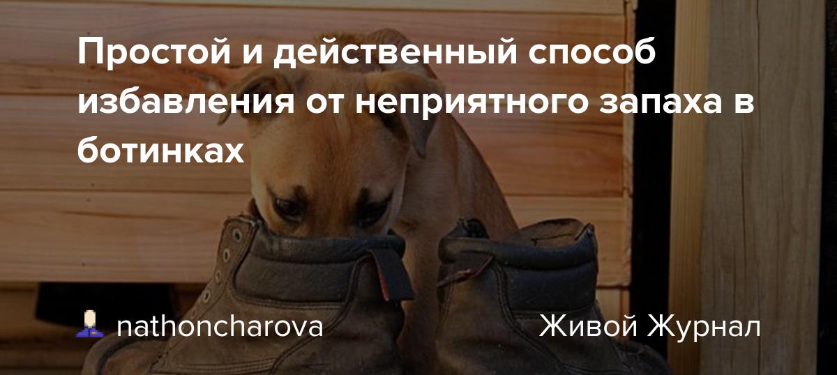 Как убрать запах собаки в квартире, доме: как избавиться домашними средствами, устранить неприятный аромат псины бытовой химией?