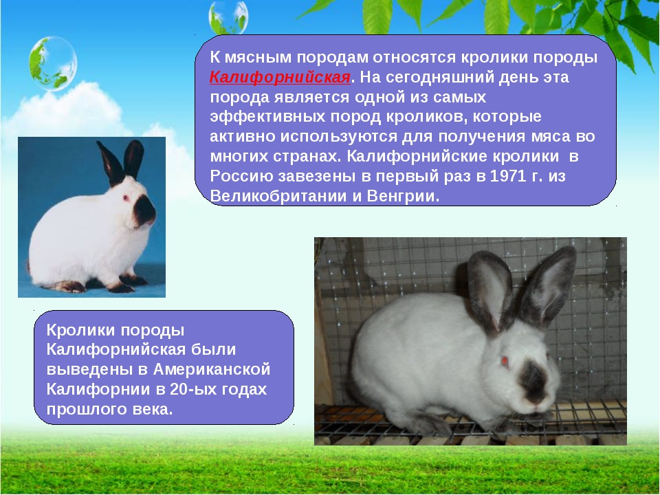 Калифорнийский кролик: описание породы,разведение и содержание
