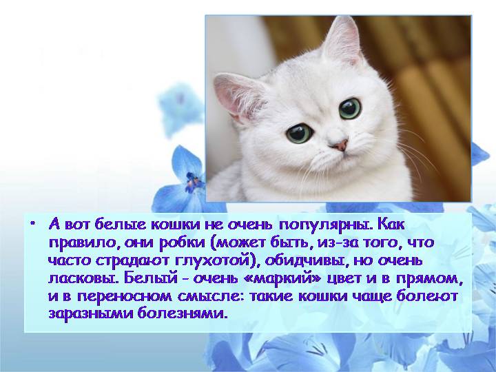 Порода сибирских кошек: сочетание доброго нрава и инстинкта диких предков
