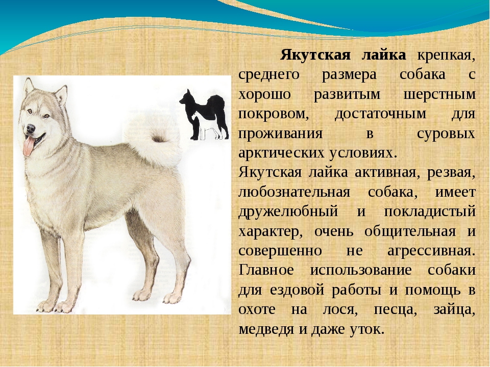 Лайки: разновидности породы с описанием и фото, особенности ухода
