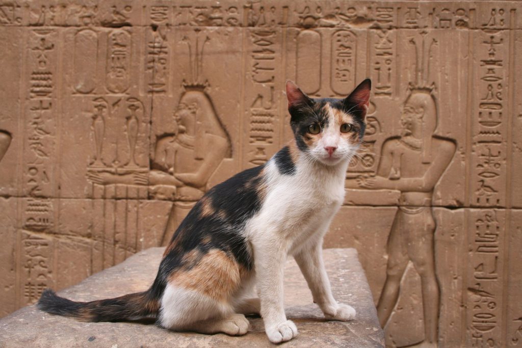 Кошки в древней мифологии: тексты и картинки, какими были мифические кошки