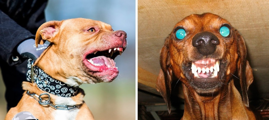 Топ-35 лучших пород собак для детей с фото | dogkind.ru