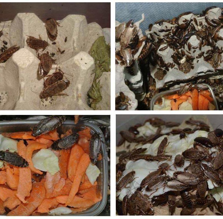 Мраморный кормовой таракан — отличная еда для ваших домашних варанов и ящериц