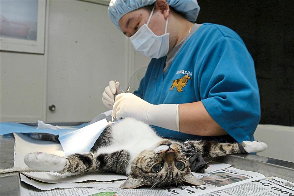 Почему нельзя стерилизовать. Стерилизация кошек Возраст.