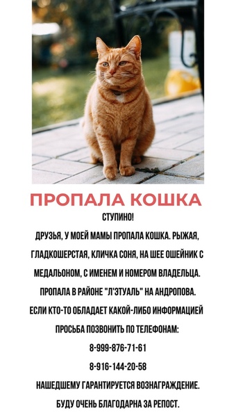 Что делать, если у вас потерялась кошка?