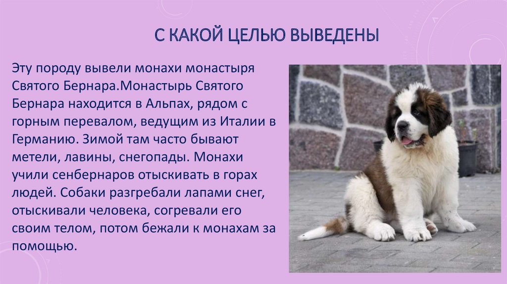 Сенбернар: фото, характеристика и описание породы