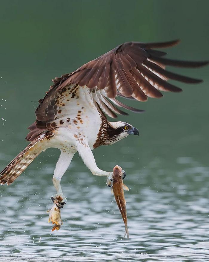 Хищная птица скоп: описание вида и среда обитания птицы, ее фото, питание и размножение