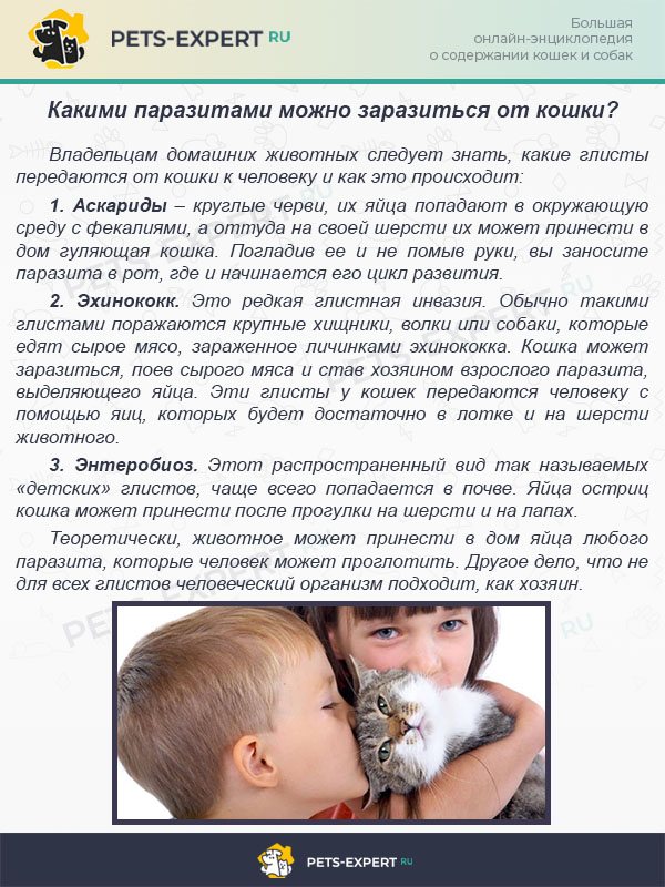 Лямблиоз: чем опасен, симптомы лямблиоза. как заражаются лямблиями. диагностика и лечение лямблиоза