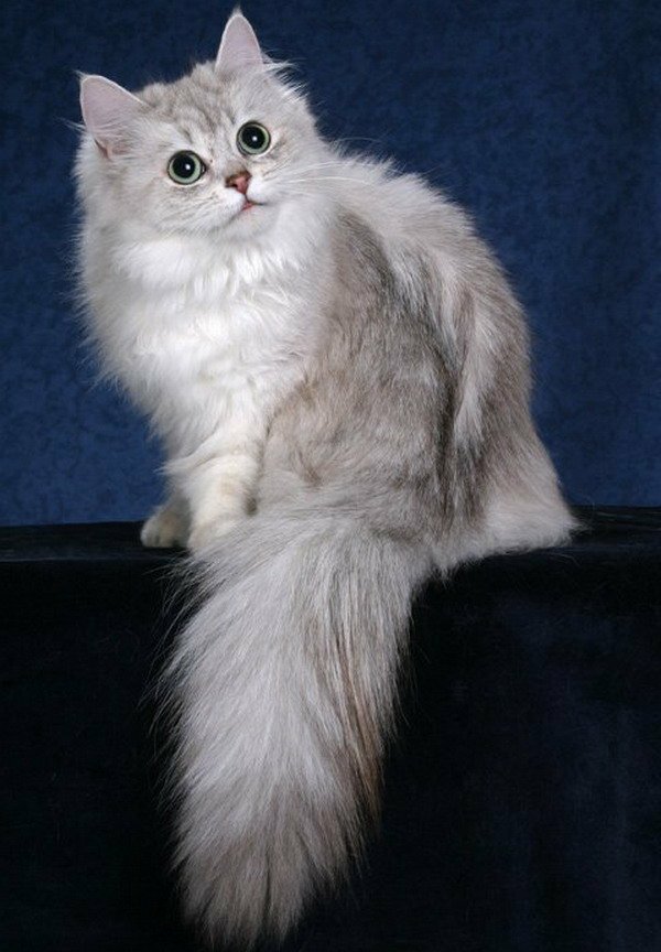 Кошки тиффани шантильи. Шантильи-Тиффани порода. Шантильи Тиффани кошка. Порода котов шантильи Тиффани. Бурмилла длинношерстная.