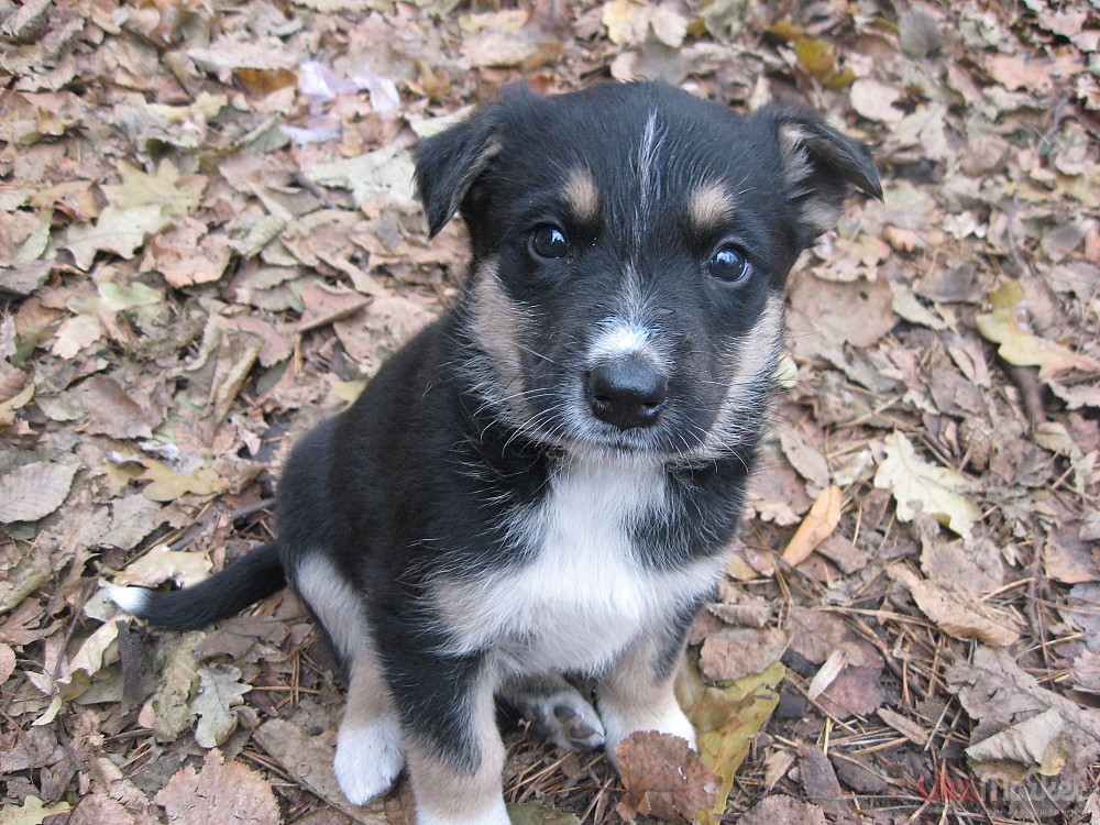 Клички для собак-девочек: красивые редкие и легкие женские собачьи имена, прикольные имена щенков и клички со значением
